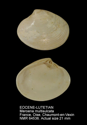 EOCENE-LUTETIAN Meroena multisulcata.jpg - EOCENE-LUTETIANMeroena multisulcata(Deshayes,1825)